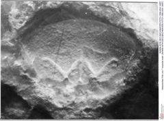 Historisches Foto von ? Isopoda indet. (NHMW-AFW-GEO-BACHMAYER-FOTO-1990-0041-0097)